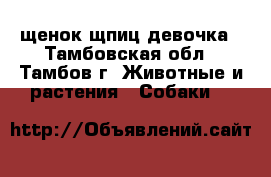 щенок щпиц девочка - Тамбовская обл., Тамбов г. Животные и растения » Собаки   